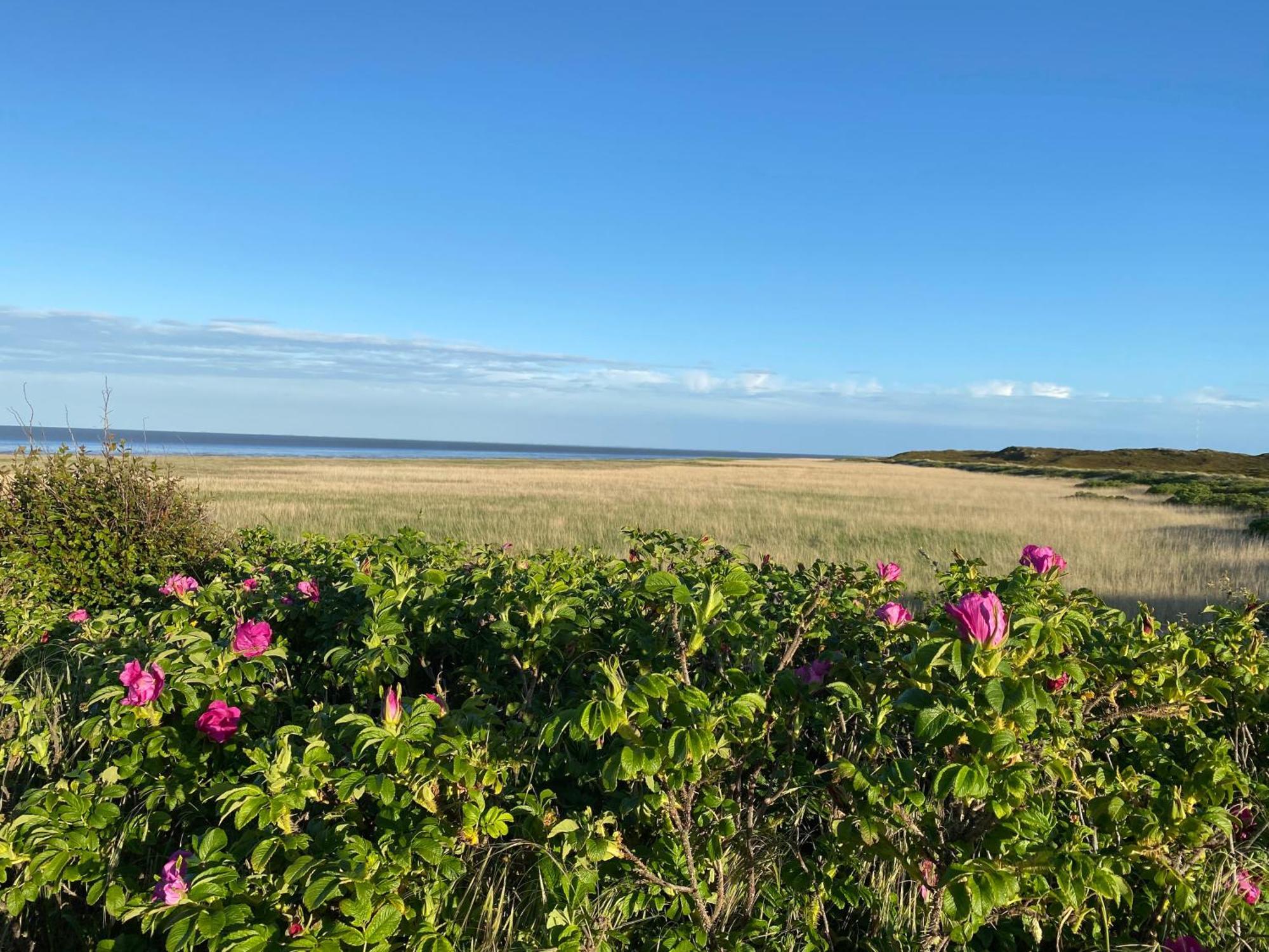 Wattkieker-steinum Rantum (Sylt)
